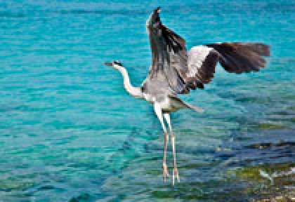 Oiseau des Maldives - Reethi Bach Resort