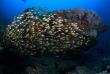 Maldives  - Centre de plongée Kihaad Diving Centre - Glassfish