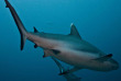 Maldives - Reverie diving Village - Centre de plongée Dive club Laaamu - Requin