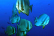 Maldives  - Centre de plongée Dive Ocean - Platax