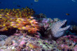 Maldives - Ocean Pro - La plongée - Murène et glassfish