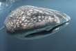 Maldives - Medhufushi - Werner lau - Requin baleine © A.Wackenrohr
