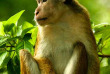 Sri Lanka - Macaque dans le Parc de Mineriya