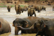 Sri Lanka - Le bain des éléphant à Pinawella