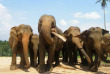Sri Lanka - L'orphelinat des éléphants