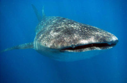 Maldives - Albatros Top Diving - La plongée - Requin-baleine