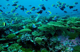 Maldives - Reverie diving Village - Centre de plongée Dive club Laaamu - Poissons-chirurgiens