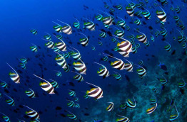 Maldives  - Centre de plongée Dive Ocean - Poissons-cochers