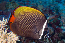 Maldives - Ocean Pro - La plongée - Poisson-ange