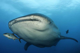 Maldives - Werner lau - Requin baleine © N. Probst