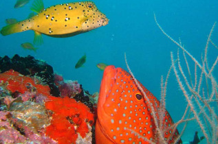 Maldives  - Centre de plongée TGI diving - Poisson-coffre et mérou