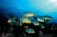 Poisson-clown et anémone - Werneu Lau © U.KEFRIG