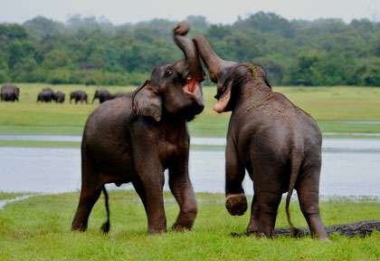 La réserve d'Uda Walawe - Sri Lanka © Sri Lanka OT
