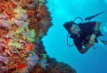 Plongée corail aux Maldives