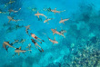 Maldives - Anantara Veli Resort & Spa - Activités et excursions
