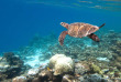 Maldives - Coco Bodu Hithi - Snorkeling