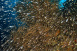 Maldives - Croisière plongée Amis des Maldives - Oceane One © Fabrice Dudenhofer
