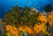 Maldives - Croisière plongée Amis des Maldives - Oceane One © Fabrice Dudenhofer