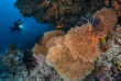 Maldives - Croisière plongée Amis des Maldives - Oceane One © Fabrice Dudenhofer