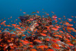 Maldives - Croisière plongée Amis des Maldives - Oceane One © Damien Cudel