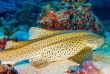 Maldives - Croisière plongée Amis des Maldives - Oceane One © Gilles Gentil