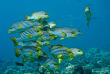 Maldives - Croisière plongée Amis des Maldives - Oceane One © Thierry Fabert