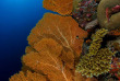 Maldives - Croisière plongée Amis des Maldives - Oceane One © Fabrice Dudenhofer