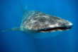 Maldives - Albatros Top Diving - La plongée - Requin-baleine