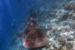 Maldives - Dhigurah - BB Dive