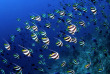 Maldives - Coco Dive Dhuni Kolhu