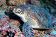 Maldives - Coco Dive Dhuni Kolhu