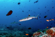 Maldives - Coco Dive Dhuni Kolhu