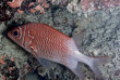 Maldives - Coco Dive Dhuni Kolhu