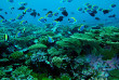 Maldives - Reverie diving Village - Centre de plongée Dive club Laaamu - Poissons-chirurgiens