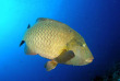 Maldives  - Centre de plongée Dive Ocean - Napoléon