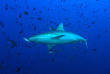 Maldives  - Centre de plongée Dive Ocean - Requin