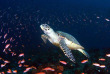 Maldives  - Centre de plongée Dive Ocean - Tortue
