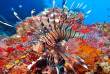 Maldives - Euro-Divers Dighali