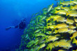 Maldives - Euro-Divers Dighali