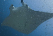 Maldives - Euro-Divers Dighali © Antoine Jegat