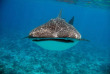 Maldives - Euro-Divers Dighali