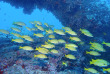 Maldives - Noovilu Sports - Kandolhu
