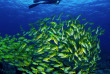 Maldives - Baglioni Resort Maldives - Centre de plongée Maagau Dive Centre