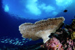 Maldives - Baglioni Resort Maldives - Centre de plongée Maagau Dive Centre