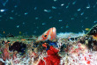 Maldives - Ocean Pro - La plongée