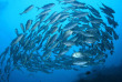 Maldives - Park Hayatt - La plongée - Banc de carangues