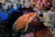 Maldives - Prodivers Kuredu
