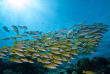 Maldives - Prodivers Kuredu