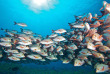 Maldives - Prodivers Kuredu