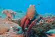 Maldives - Prodivers Kuredu